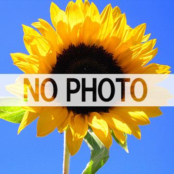 寿司ヘッドシェフ