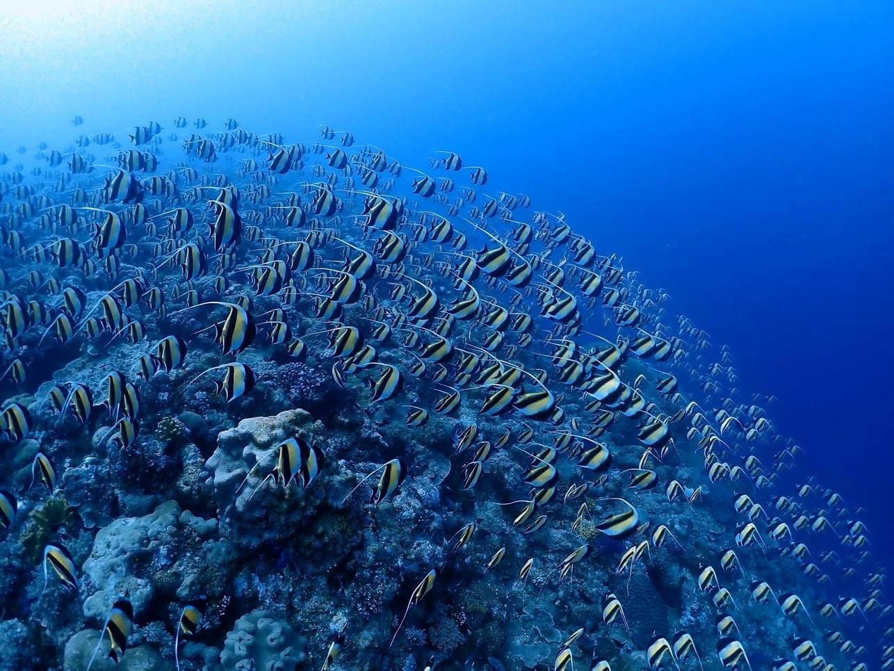 世界最高クラスの海「パラオ」